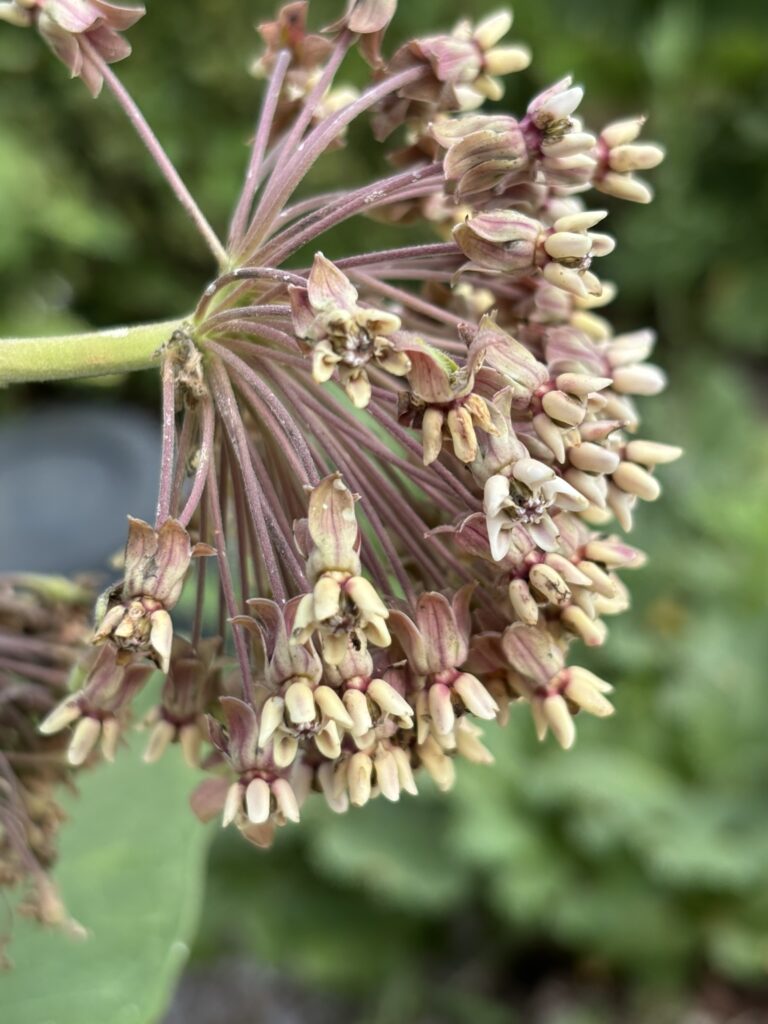 Asclepias syriaca flowers