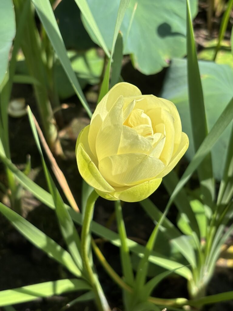 Lotus flower bud