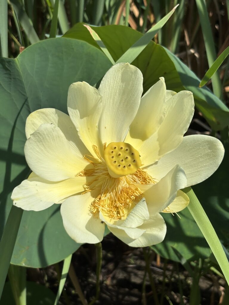 Lotus flower open