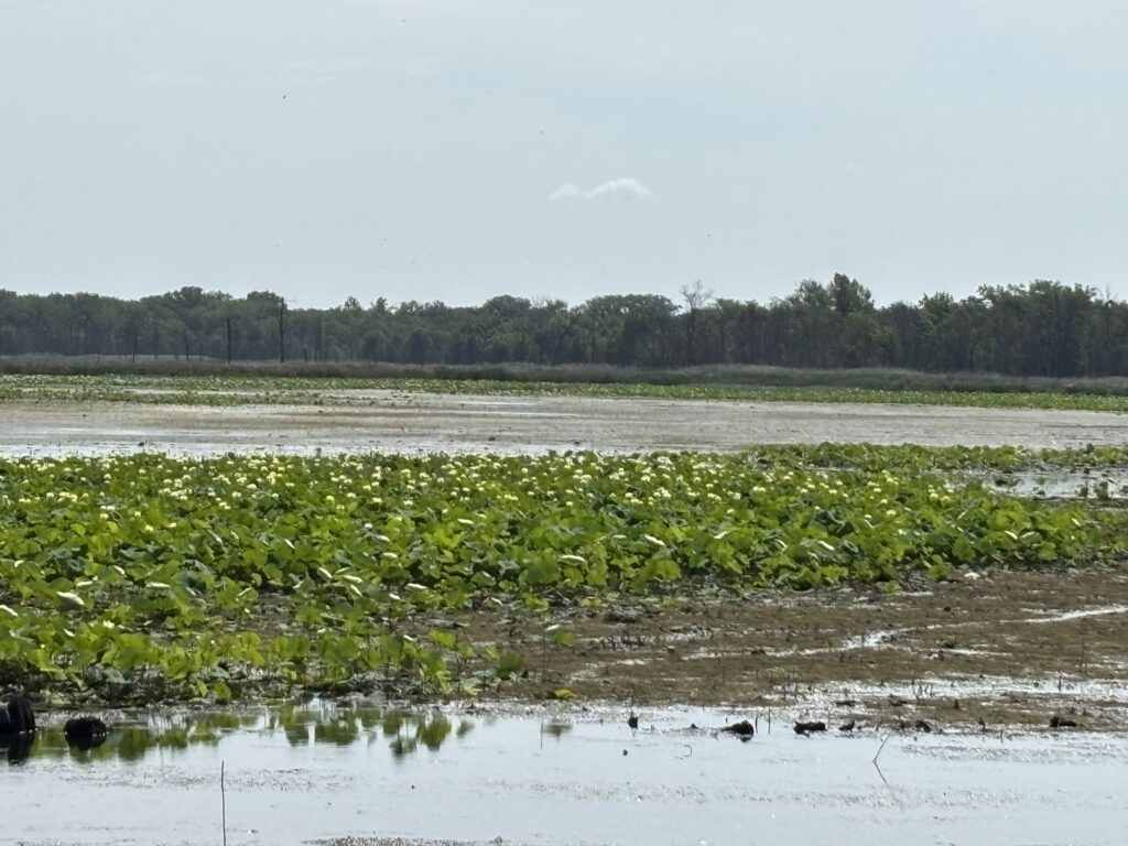 Lots of lotus leaves and flowers