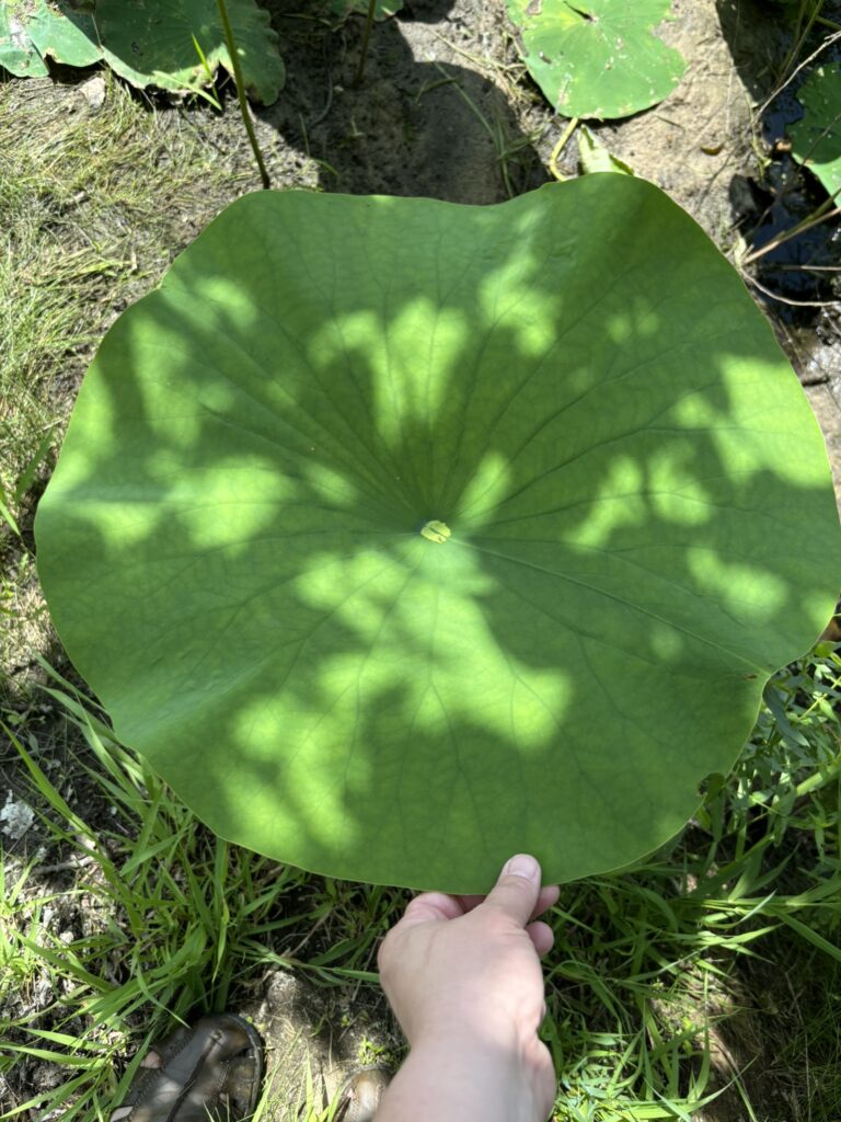 Giant Lotus Leaf