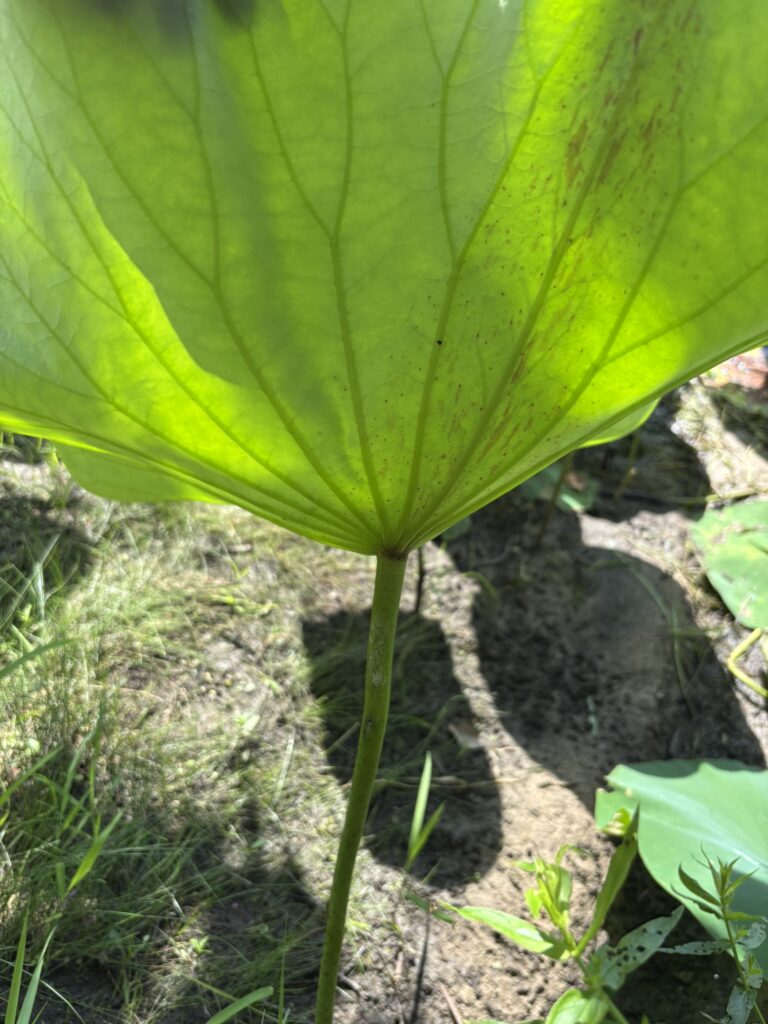 See the petiolate attachment of the lotus leaf