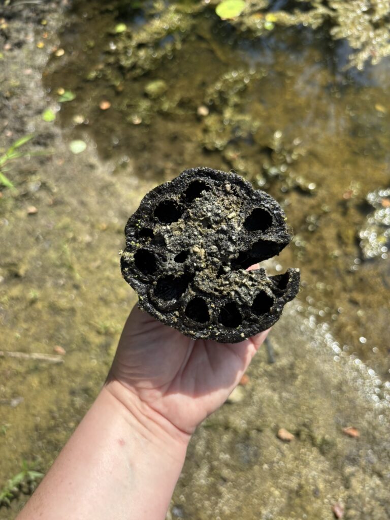 Old American Lotus seedpod